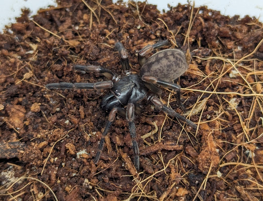 Stanwellia sp. Newcastle Locale - Small Juvenile