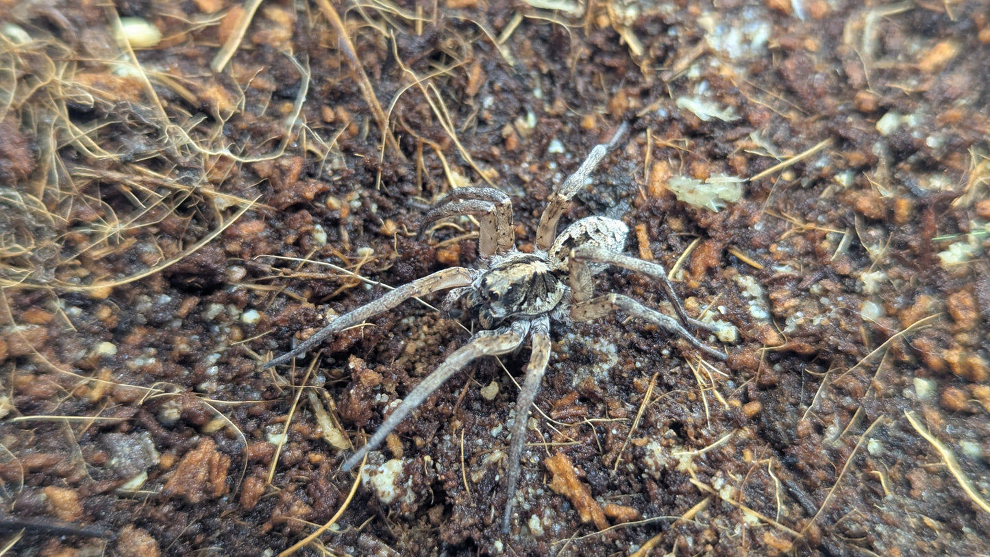 Venator spenceri - Juveniles - SEQ