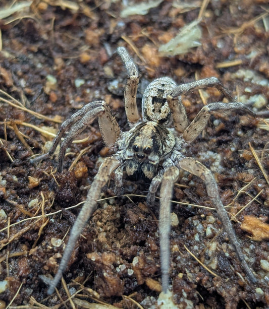 Venator spenceri - Juveniles - SEQ