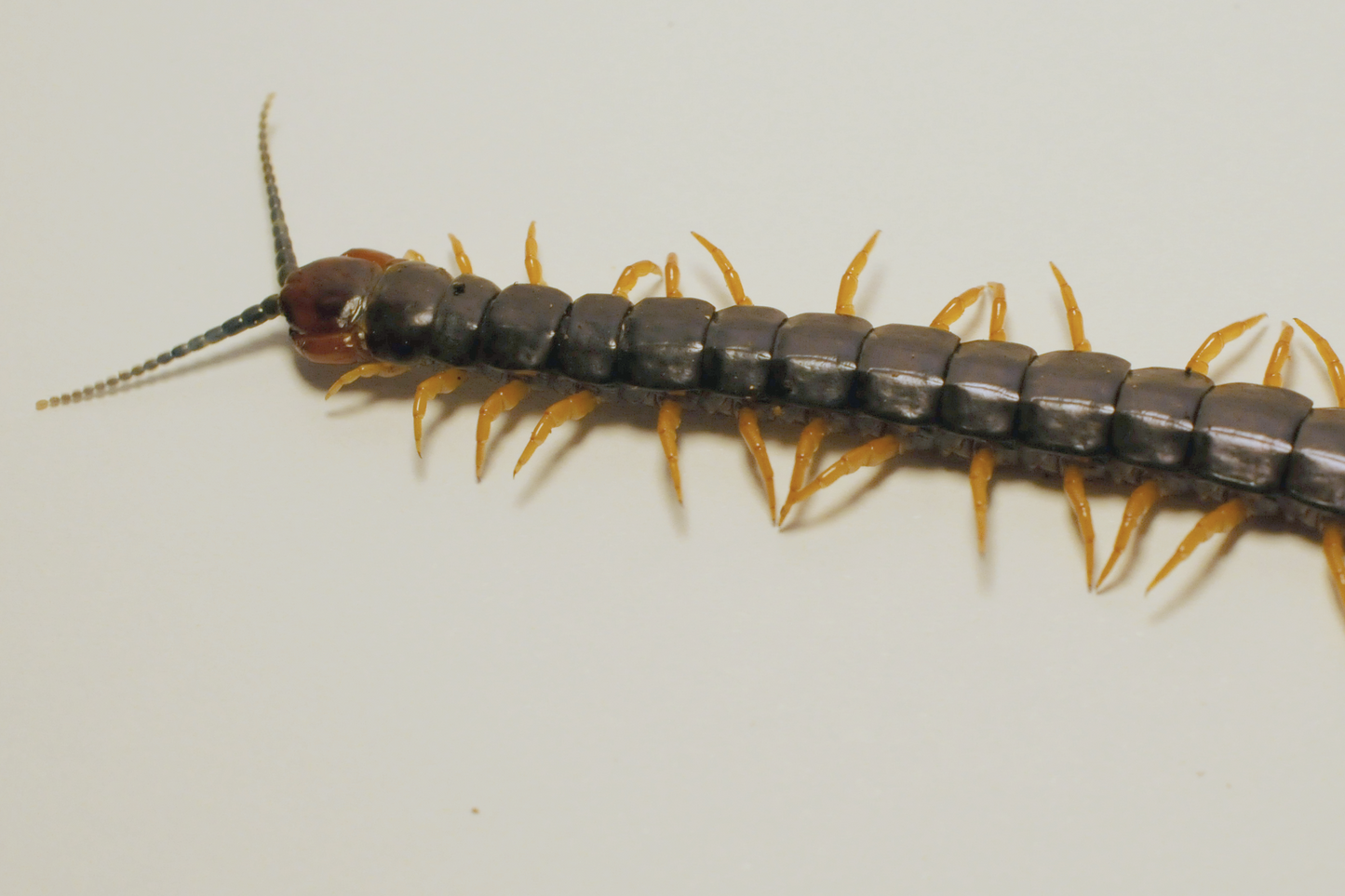 Cormocephalus westwoodi - Newcastle locale